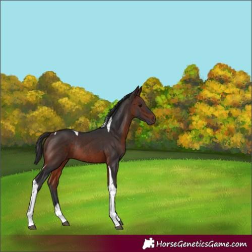 Horse Color:Brown Tobiano Rabicano 