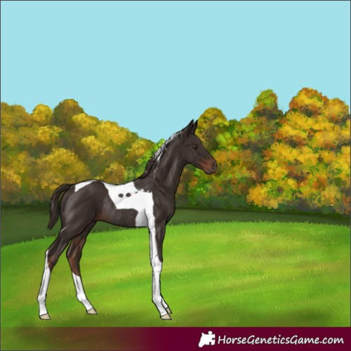 Horse Color:Liver Chestnut Tobiano Rabicano 