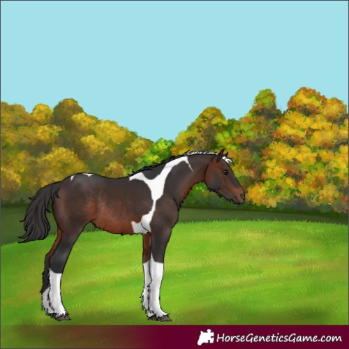 Horse Color:Brown Tobiano Rabicano 