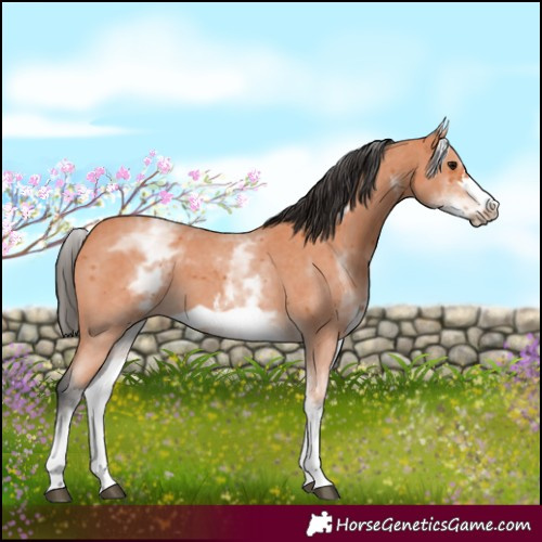 Horse Color:White Spotted Bay Sabino Frame 