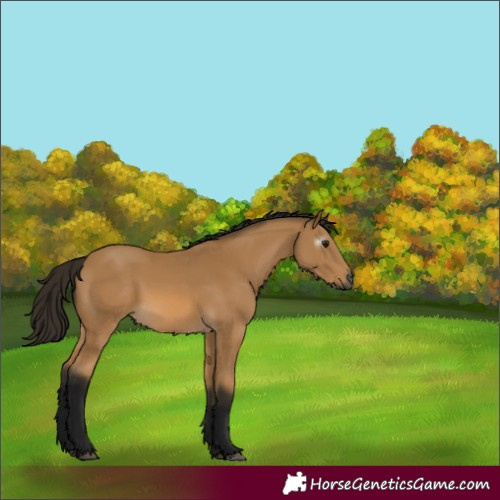 Horse Color:Gray Buckskin 