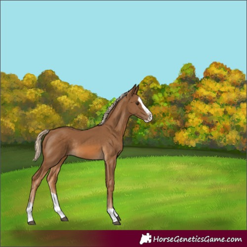 Horse Color:Chocolate Palomino Splash Rabicano 
