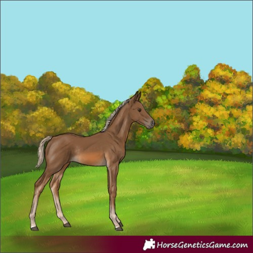 Horse Color:Chocolate Palomino Rabicano 