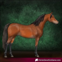 Horse Color:Unknown 