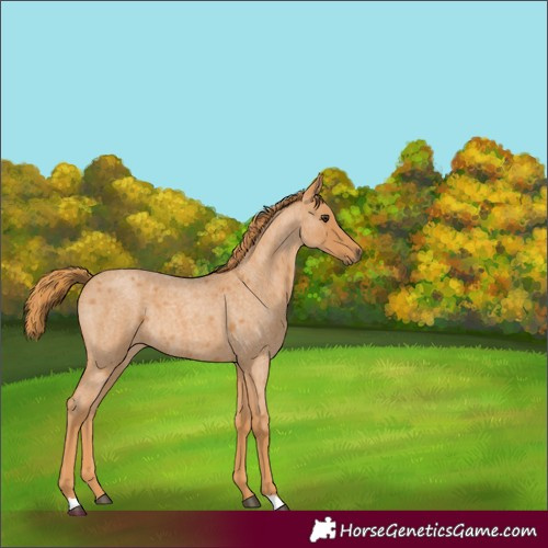 Horse Color:Unknown 
