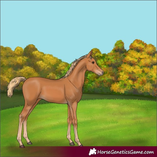 Horse Color:Unknown 