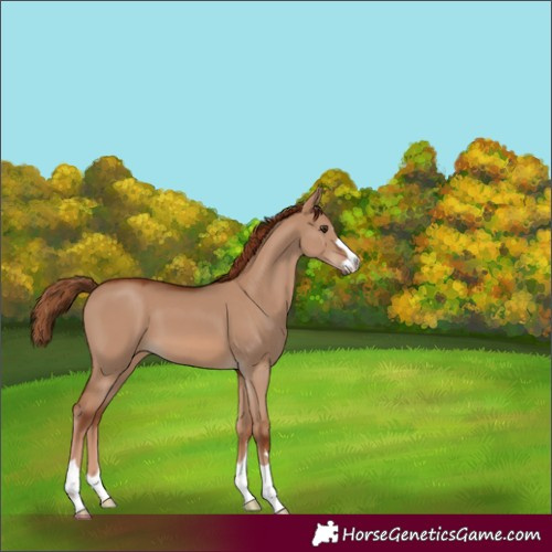 Horse Color:Unknown 