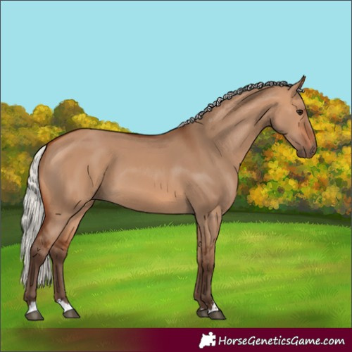Horse Color:Silver Bay Dun 