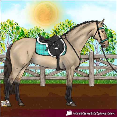 Horse Color:Buckskin Dun