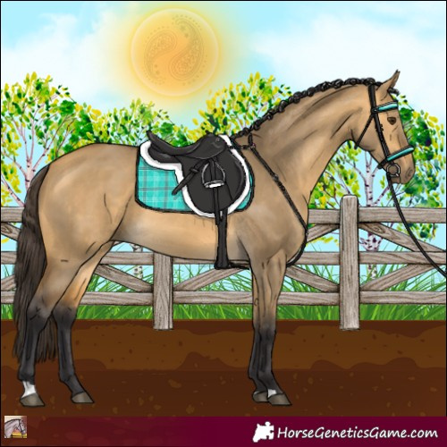 Horse Color:Buckskin Dun