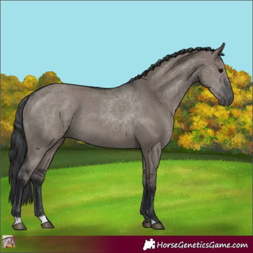 Horse Color:Grullo 