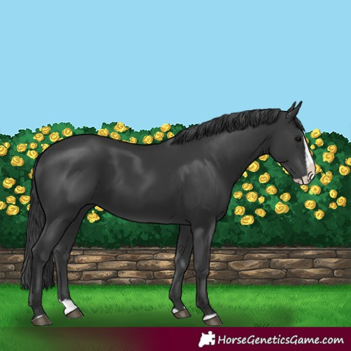 Horse Color:Black Splash 