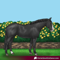 Horse Color:Black Splash 