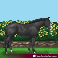 Horse Color:Black Splash 