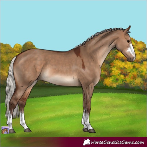 Horse Color:Silver Brown Dun 