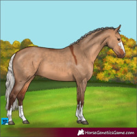 Horse Color:Silver Brown Dun 