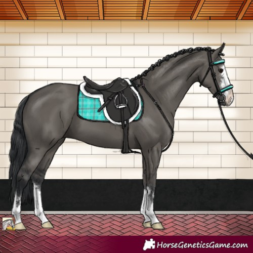 Horse Color:Grullo 