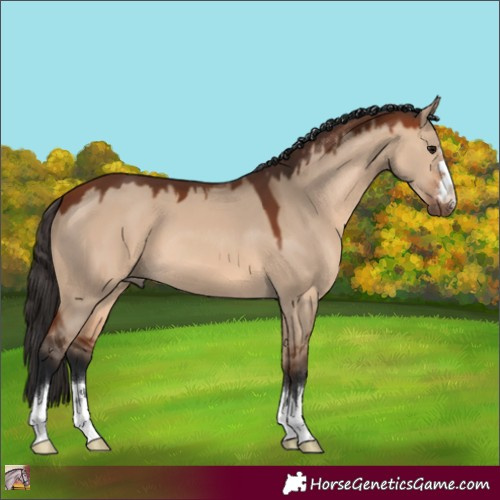 Horse Color:Bay Dun 