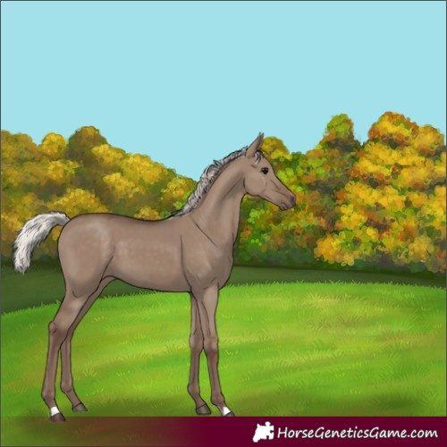 Horse Color:Unknown 
