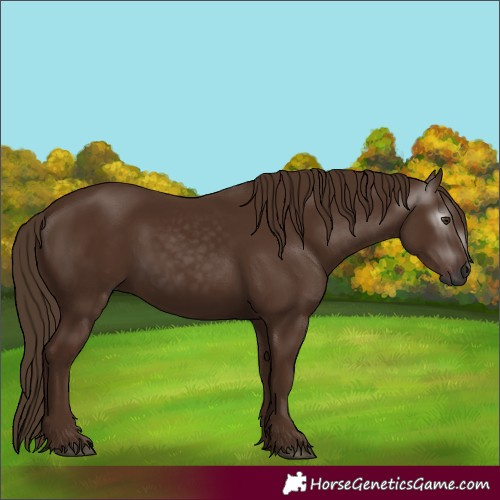 Horse Color:Gray Chestnut