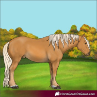 Horse Color:Palomino 