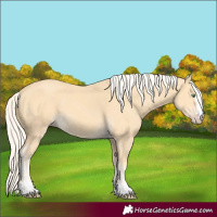 Horse Color:Gold Cream Champagne 