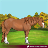 Horse Color:Chestnut 