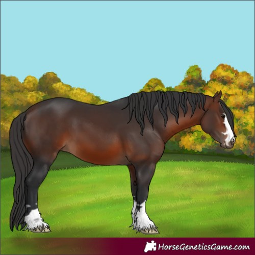 Horse Color:Brown 