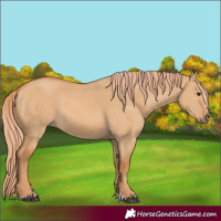 Horse Color:Red Dun