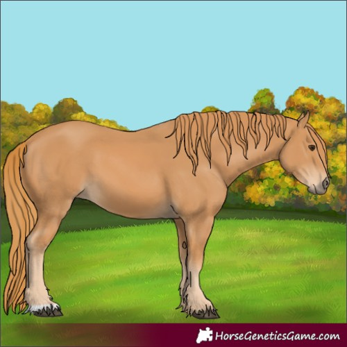 Horse Color:Chestnut 