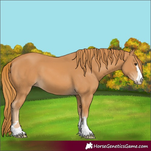 Horse Color:Chestnut 