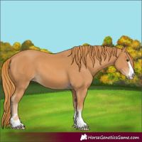Horse Color:Chestnut 
