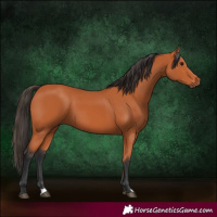 Horse Color:Unknown 