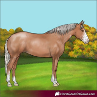 Horse Color:Silver Black Pearl Sabino 