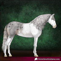 Horse Color:Liver Red Roan Splash 