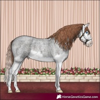 Horse Color:Liver Red Roan Splash 