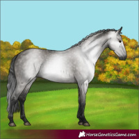 Horse Color:Gray Grullo 