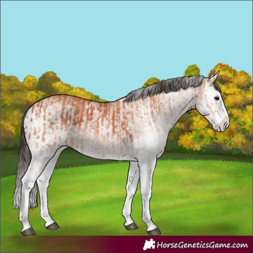 Horse Color:White Spotted Bay Splash  and White Spotted Bay Splash 