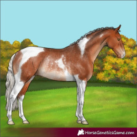 Horse Color:Silver Bay Tobiano Varnish Rabicano 