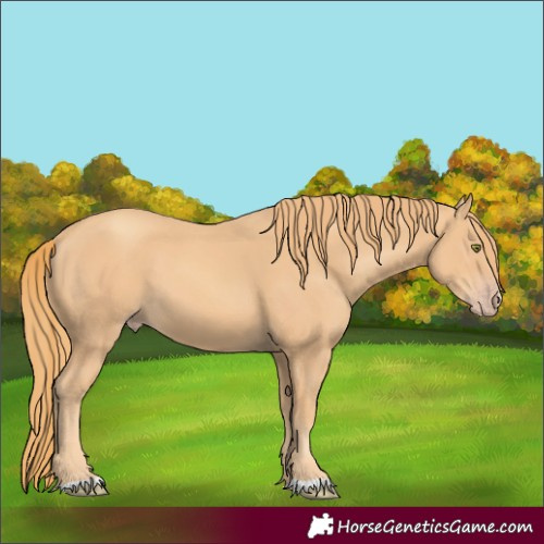 Horse Color:Gold Champagne 