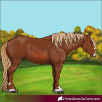Horse Color:Chestnut 
