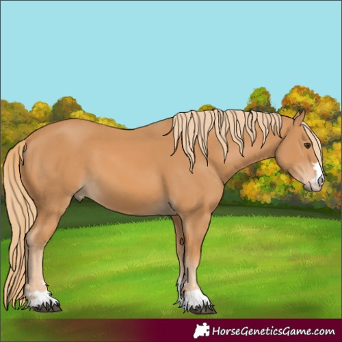Horse Color:Chestnut 