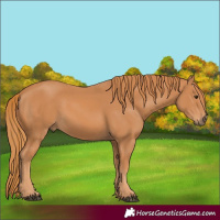 Horse Color:Chestnut 