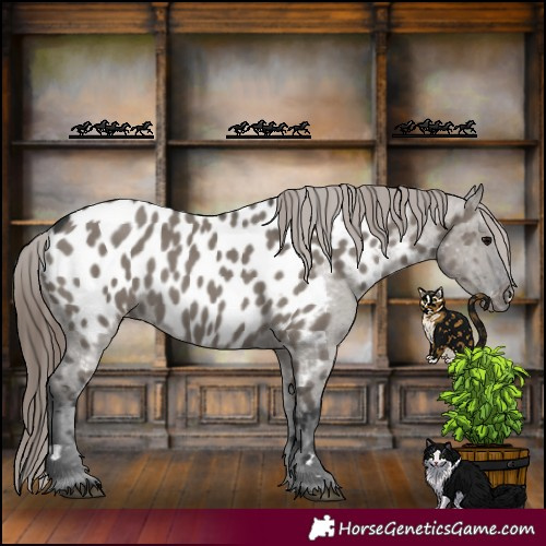 Horse Color:Grullo Appaloosa 
