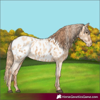 Horse Color:Red Dun Near Leopard and Gold Champagne Dun Near Leopard