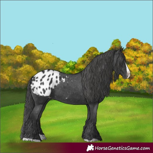 Horse Color:Black Splash Appaloosa 