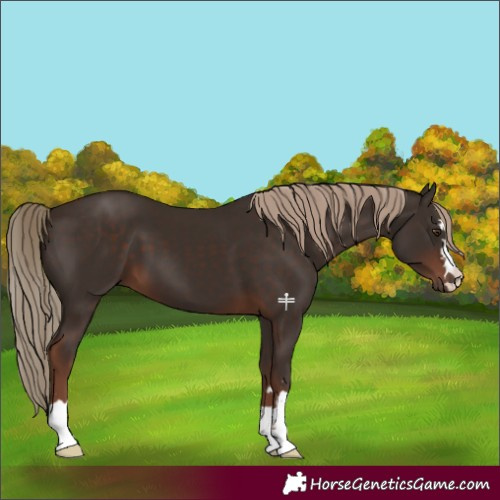 Horse Color:Liver Chestnut 