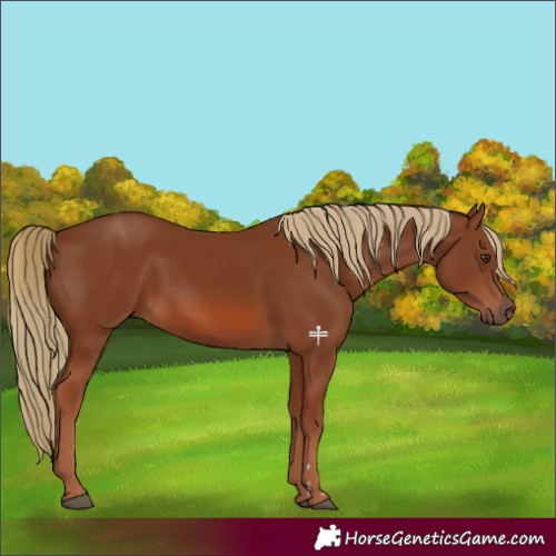 Horse Color:Chestnut 