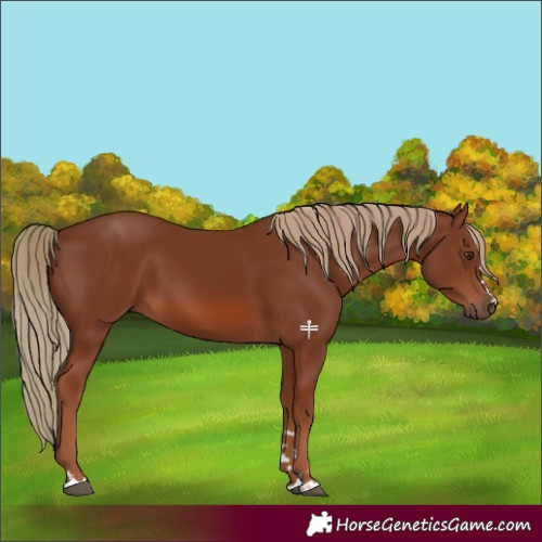 Horse Color:Chestnut 