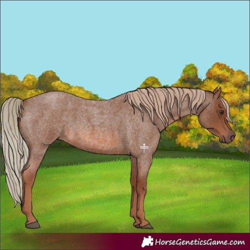 Horse Color:Red Roan 